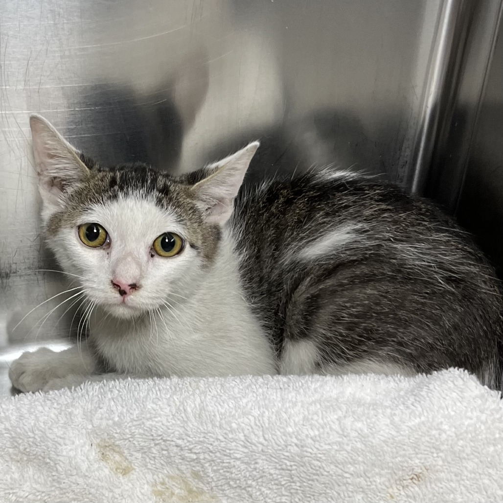 Shelter Stray Male Cat last seen , 4575 E Mesquite Ave, Palm Springs, CA 92264, USA