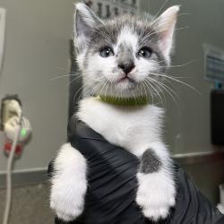 Shelter Stray Male Cat last seen , 4575 E Mesquite Ave, Palm Springs, CA 92264, USA