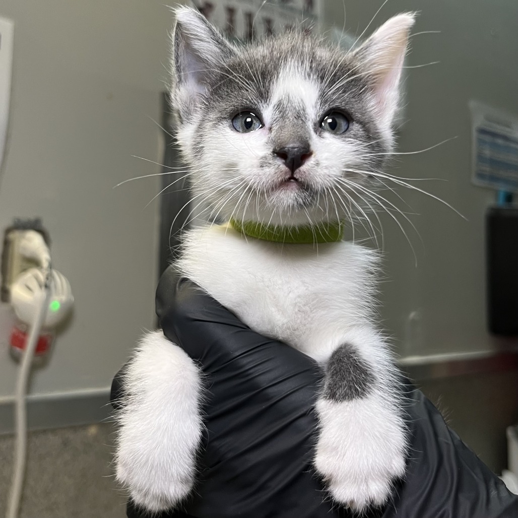 Shelter Stray Male Cat last seen , 4575 E Mesquite Ave, Palm Springs, CA 92264, USA