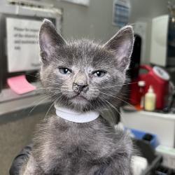 Shelter Stray Male Cat last seen , 4575 E Mesquite Ave, Palm Springs, CA 92264, USA