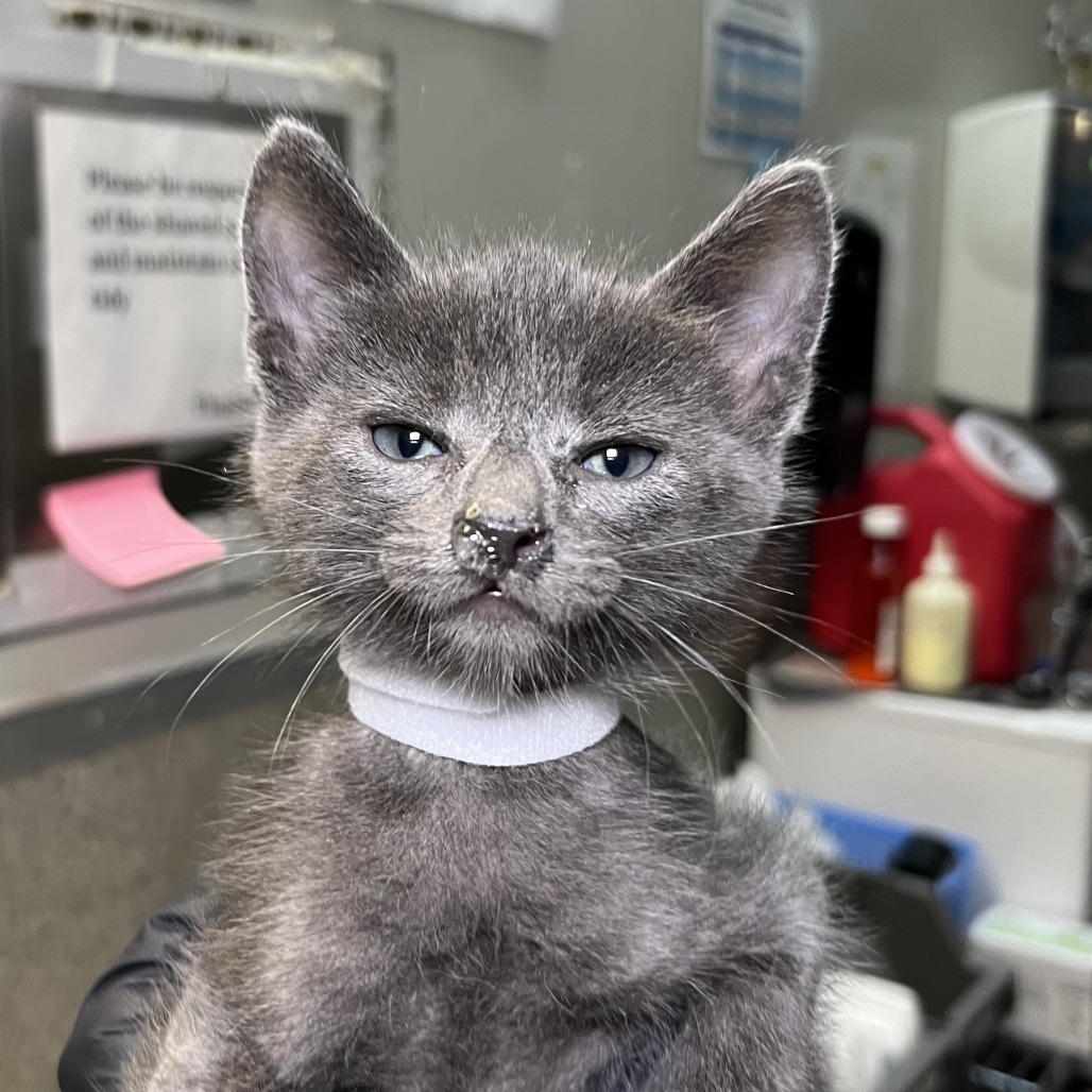 Shelter Stray Male Cat last seen , 4575 E Mesquite Ave, Palm Springs, CA 92264, USA