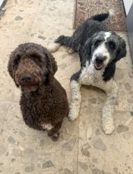 Reunited Male Dog last seen Near Frank Higinbotham Park, Lubbock, TX 79407
