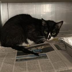Shelter Stray Unknown Cat last seen , 12910 Yukon Ave, Hawthorne, CA 90250, USA