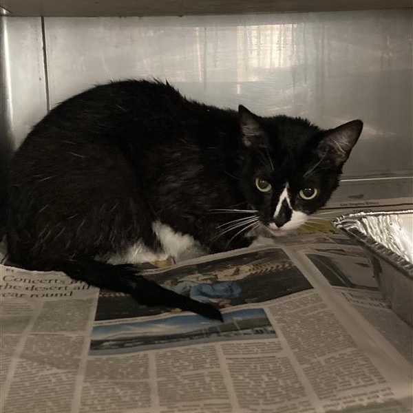 Shelter Stray Unknown Cat last seen , 12910 Yukon Ave, Hawthorne, CA 90250, USA