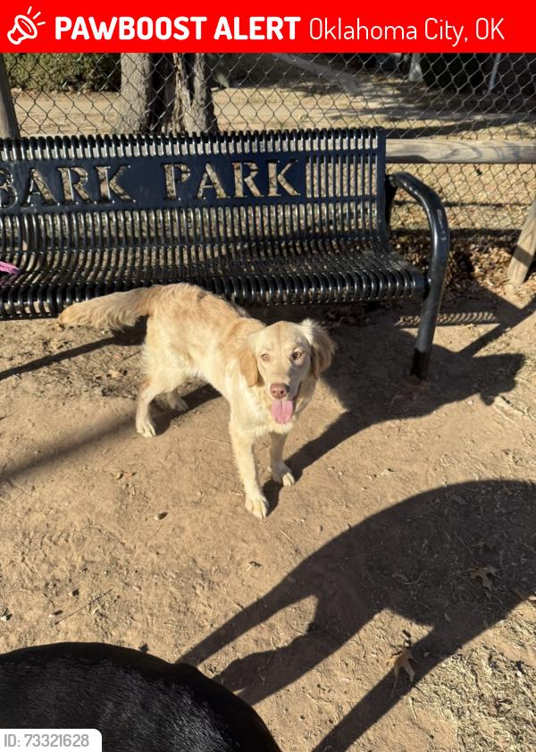 Lost Female Dog last seen 25th & agnew, Oklahoma City, OK 73108