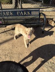 Lost Female Dog last seen 25th & agnew, Oklahoma City, OK 73108
