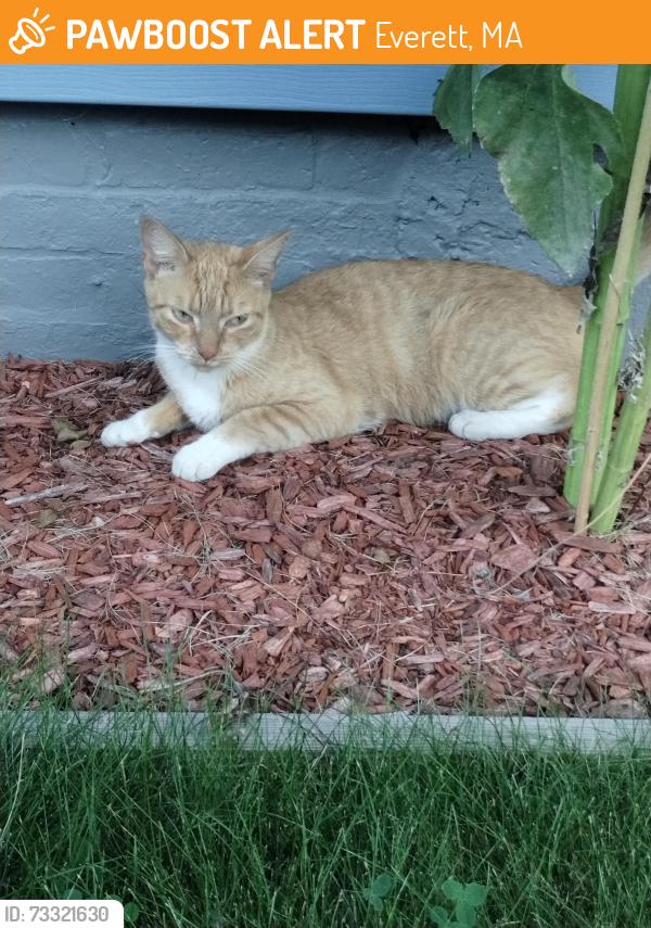 Found/Stray Female Cat last seen Everett, Everett, MA 02149