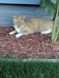 Found/Stray Female Cat last seen Everett, Everett, MA 02149