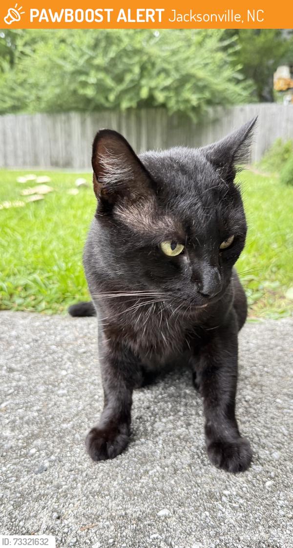 Found/Stray Male Cat last seen Blue Creek Rd, Jacksonville, NC 28540