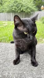 Found/Stray Male Cat last seen Blue Creek Rd, Jacksonville, NC 28540