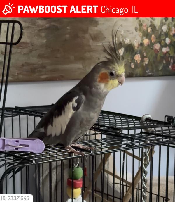 Lost Unknown Bird last seen Long and Oakdale, Chicago, IL 60641
