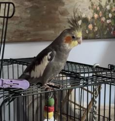Lost Unknown Bird last seen Long and Oakdale, Chicago, IL 60641