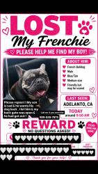 Lost Male Dog last seen Everest st Adelanto ca, Adelanto, CA 92301