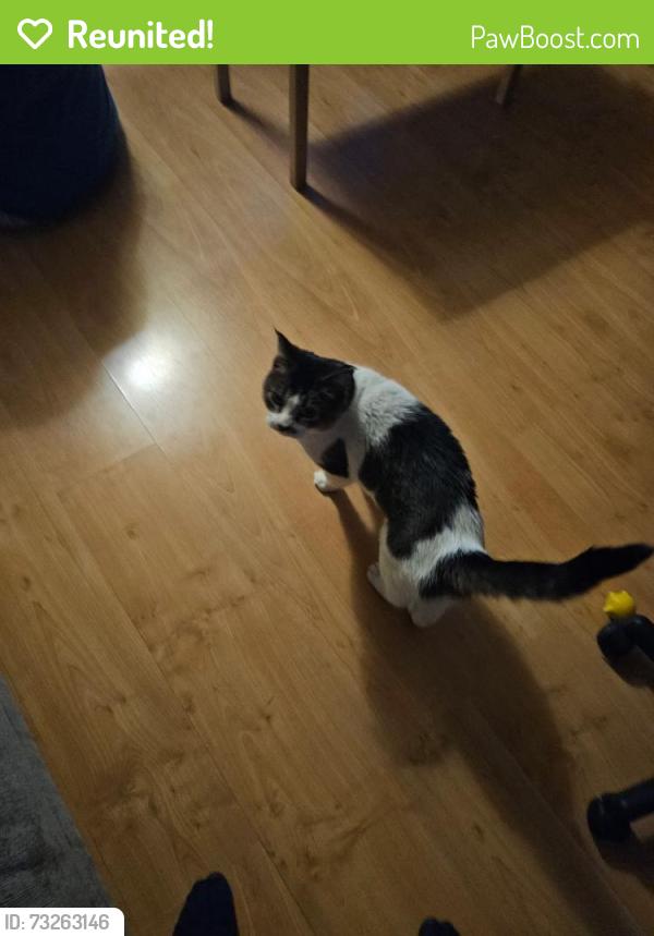 Reunited Male Cat last seen Nash street, 59 ave., Red Deer, AB 