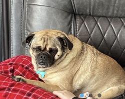 Reunited Female Dog last seen Memorial and Western, Edmond, OK 73013