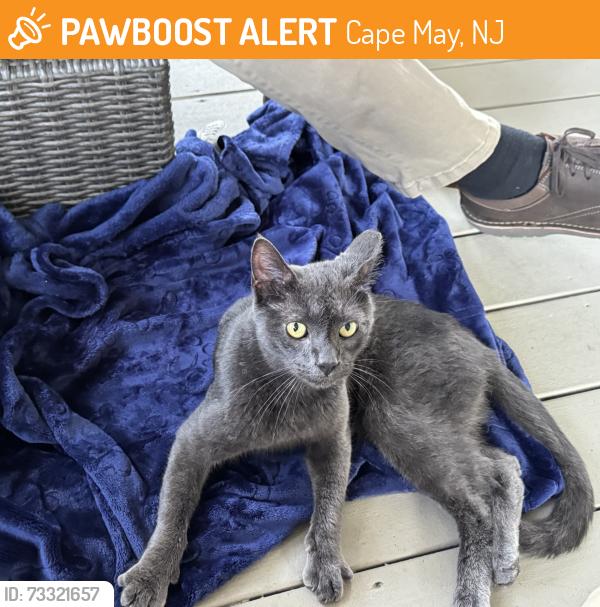 Found/Stray Unknown Cat last seen Weeks Landing Rd, Cape May, NJ 08204