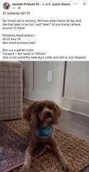 Reunited Female Dog last seen Around 12:30 on ring doorbell camera, Auburn, AL 36832