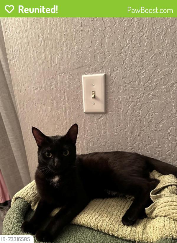 Reunited Male Cat last seen Moscow & Brazil St, San Francisco, CA 94112