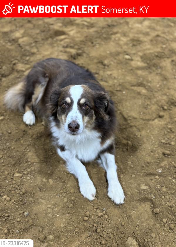 Lost Female Dog last seen Off hwy 461 across from Mount Pleasant church, Somerset, KY 42503