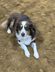 Lost Female Dog last seen Off hwy 461 across from Mount Pleasant church, Somerset, KY 42503