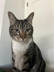 Reunited Male Cat last seen Barstow & marks, Fresno, CA 93711