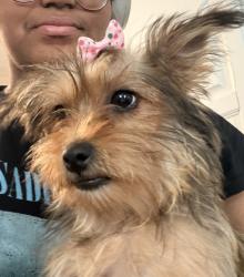 Lost Female Dog last seen Near Kingsland Ave Ridgefield, NJ 07657, Ridgefield, NJ 07657