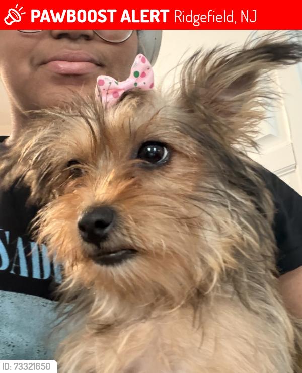 Lost Female Dog last seen Near Kingsland Ave Ridgefield, NJ 07657, Ridgefield, NJ 07657