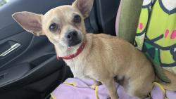 Found/Stray Male Dog last seen Blesses Oasis Dog Park, Fayetteville, NC 28306