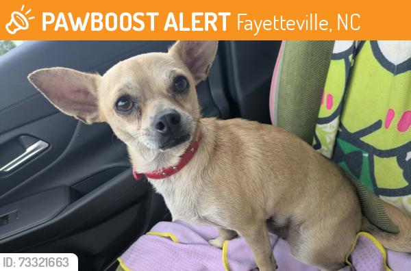 Found/Stray Male Dog last seen Blesses Oasis Dog Park, Fayetteville, NC 28306