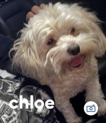Lost Female Dog last seen Tiffany and castlereagh, Houston, TX 77045