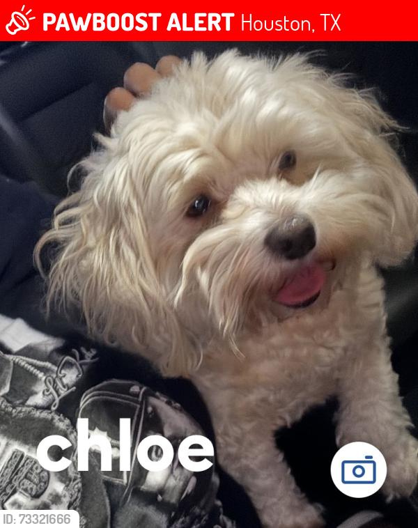 Lost Female Dog last seen Tiffany and castlereagh, Houston, TX 77045