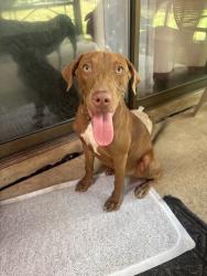 Lost Female Dog last seen Whataburger on Nacogdoshes Rd, San Antonio, TX 78233