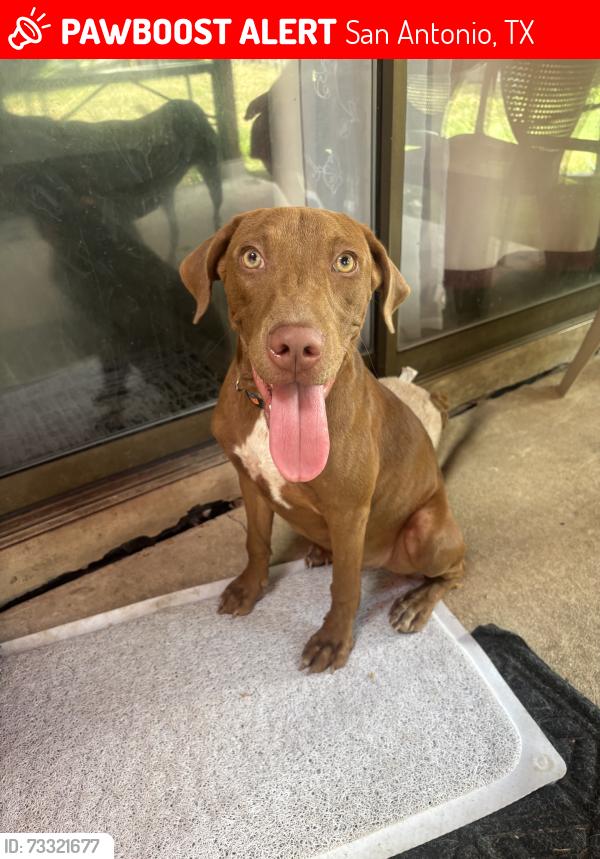 Lost Female Dog last seen Whataburger on Nacogdoshes Rd, San Antonio, TX 78233