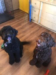 Lost Female Dog last seen Near NC highway 47, Denton, NC 27239