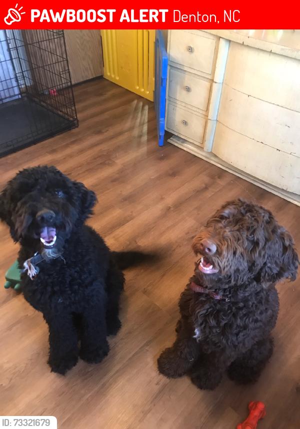 Lost Female Dog last seen Near NC highway 47, Denton, NC 27239