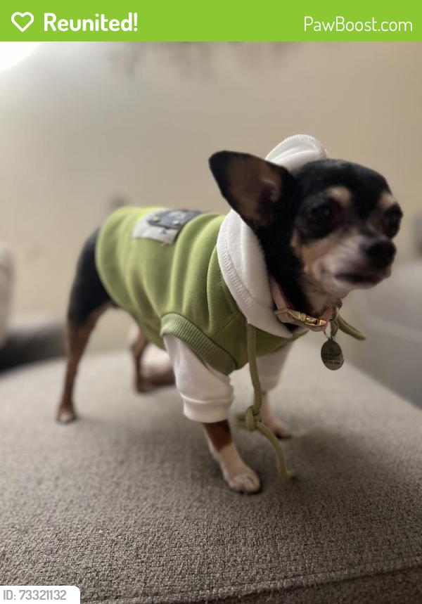 Reunited Female Dog last seen Stoddard, Kansas City, MO 64152
