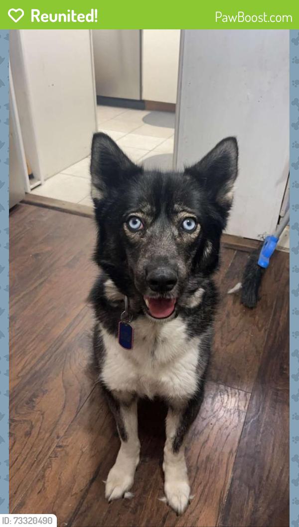 Reunited Female Dog last seen Near Snyder Ave, Cheyenne, WY 82001, USA, Cheyenne, WY 82001