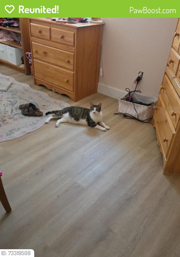 Reunited Male Cat last seen Close to A1A by the Atlantis Urgent Care, Satellite Beach, FL 32937