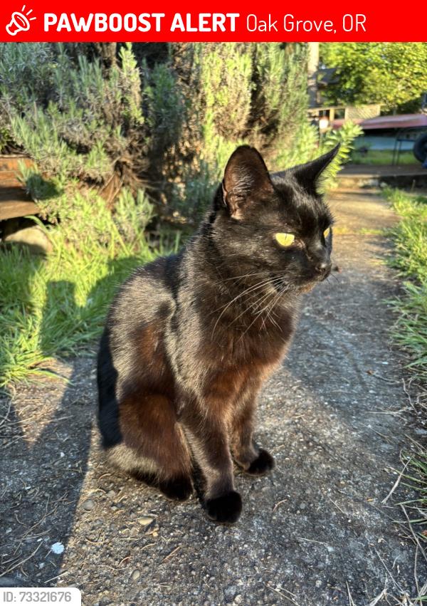 Lost Female Cat last seen Oak Grove, Oak Grove, OR 97267