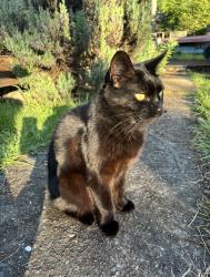 Lost Female Cat last seen Oak Grove, Oak Grove, OR 97267