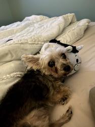 Lost Female Dog last seen Coral Cay Community, Margate, FL 33063
