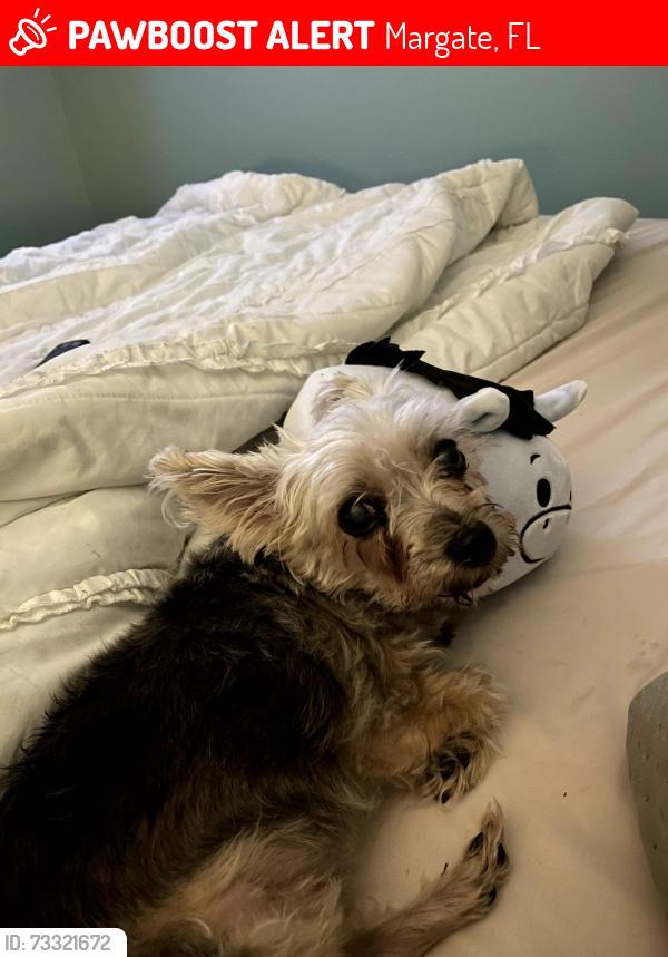 Lost Female Dog last seen Coral Cay Community, Margate, FL 33063
