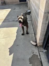 Found/Stray Male Dog last seen Etiwanda Ave near Acacia, Rialto, CA 92376