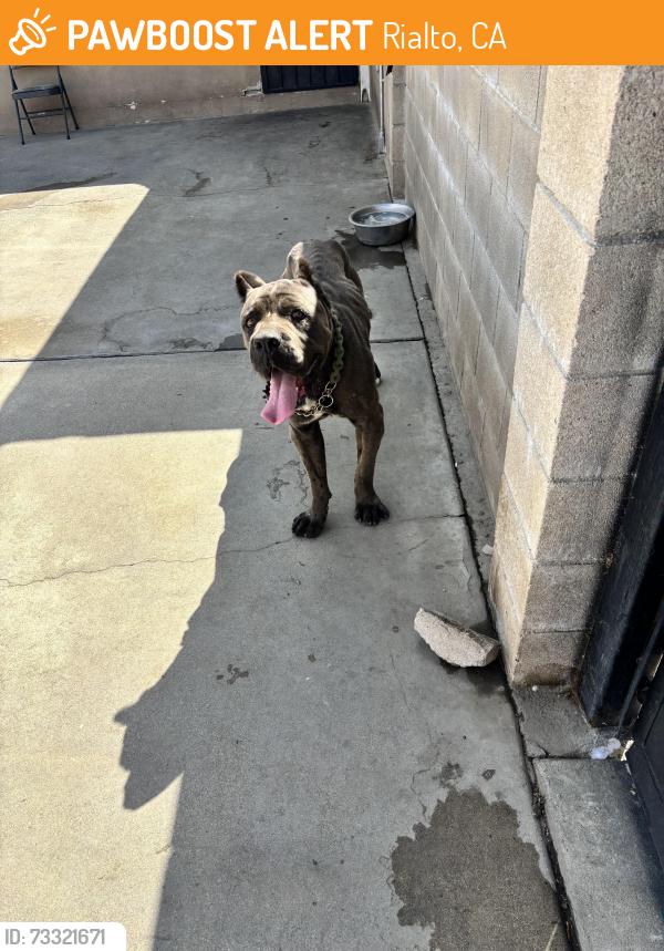 Found/Stray Male Dog last seen Etiwanda Ave near Acacia, Rialto, CA 92376