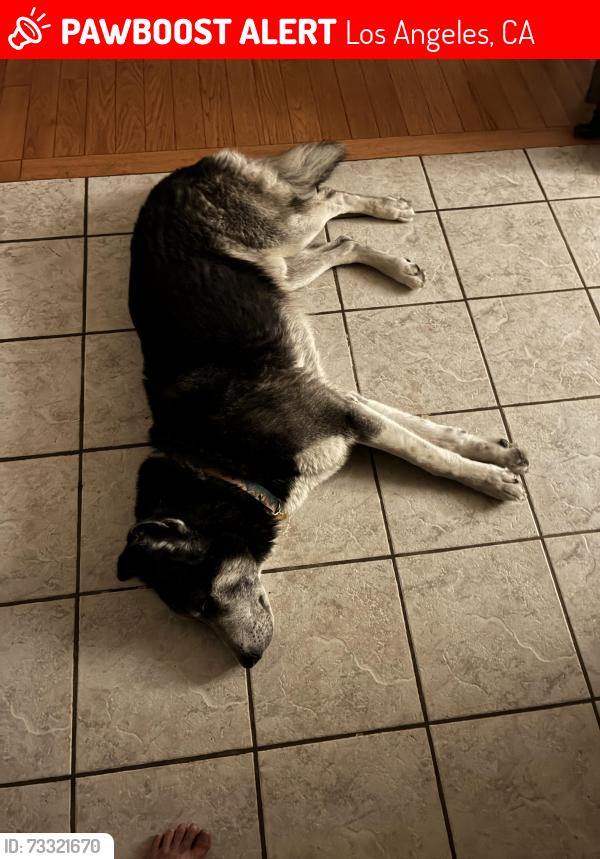 Lost Male Dog last seen Unsure, Los Angeles, CA 90731
