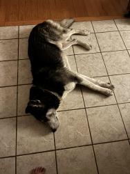 Lost Male Dog last seen Unsure, Los Angeles, CA 90731