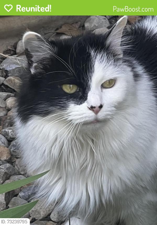 Reunited Female Cat last seen Lawrence at, Medina, OH 44256