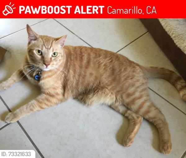 Lost Male Cat last seen Herron Ct. near Cranbrook St., Camarillo, CA 93010