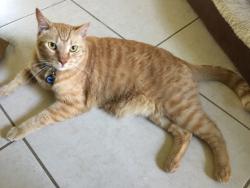 Lost Male Cat last seen Herron Ct. near Cranbrook St., Camarillo, CA 93010