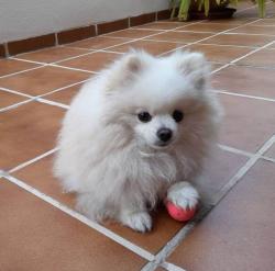 Reunited Female Dog last seen DIXIE HIWay/ forerst hill blvd, West Palm Beach, FL 33405